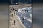 Τρόμος από επίθεση μεγάλου καρχαρία σε γεμάτη με κόσμο παραλία του Σίδνεϊ – Η «ανατριχιαστική κραυγή» γυναίκας