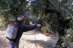 Δολωματικοί ψεκασμοί για τον δάκο της ελιάς ξεκινούν στην Π.Ε. Αχαΐας