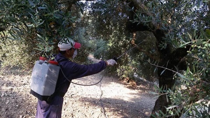 Δολωματικοί ψεκασμοί για τον δάκο της ελιάς ξεκινούν στην Π.Ε. Αχαΐας