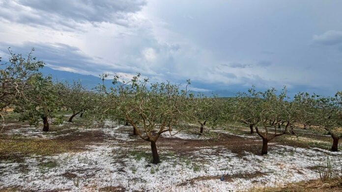 Έντονη χαλαζόπτωση προκάλεσε αγροτική καταστροφή στον Δήμο Μακρακώμης