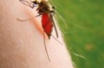 Η παγίδα που εξαφάνισε τα κουνούπια στον Τύρναβο – Γιατί προτιμάει τα θηλυκά
