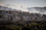 Φωτιά στην Οινόη εμφανίζει πυροεπαγωγική συμπεριφορά – «δημιουργεί τον δικό της καιρό» σύμφωνα με το Meteo