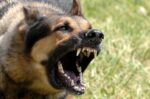 Τρία παιδιά νοσηλεύονται στο Παίδων «Αγία Σοφία» μετά από επιθέσεις σκύλων