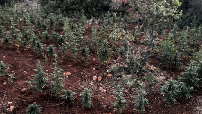 Φυτεία κάνναβης με πάνω από 1.500 δενδρύλλια στη Βοιωτία – Συνελήφθησαν 8 άτομα