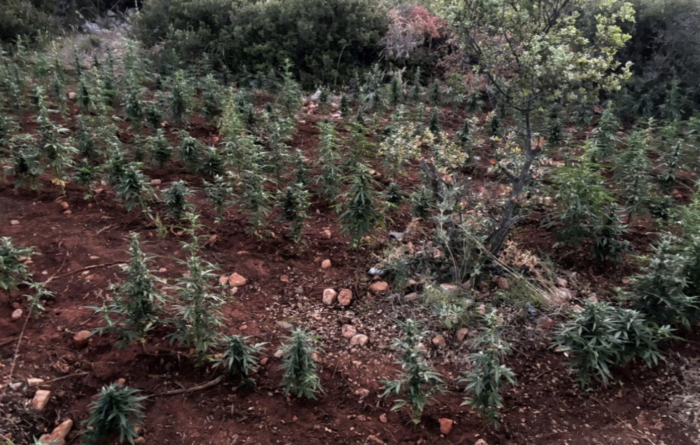 Φυτεία κάνναβης με πάνω από 1.500 δενδρύλλια στη Βοιωτία – Συνελήφθησαν 8 άτομα