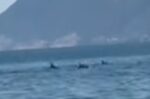 Εύβοια: Κοπάδι δελφινιών κολυμπά δίπλα στον κόσμο σε βίντεο
