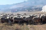 Περιφέρεια Κρήτης: Παρατείνονται τα προληπτικά μέτρα για την ευλογιά των αιγοπροβάτων έως τις 6/8