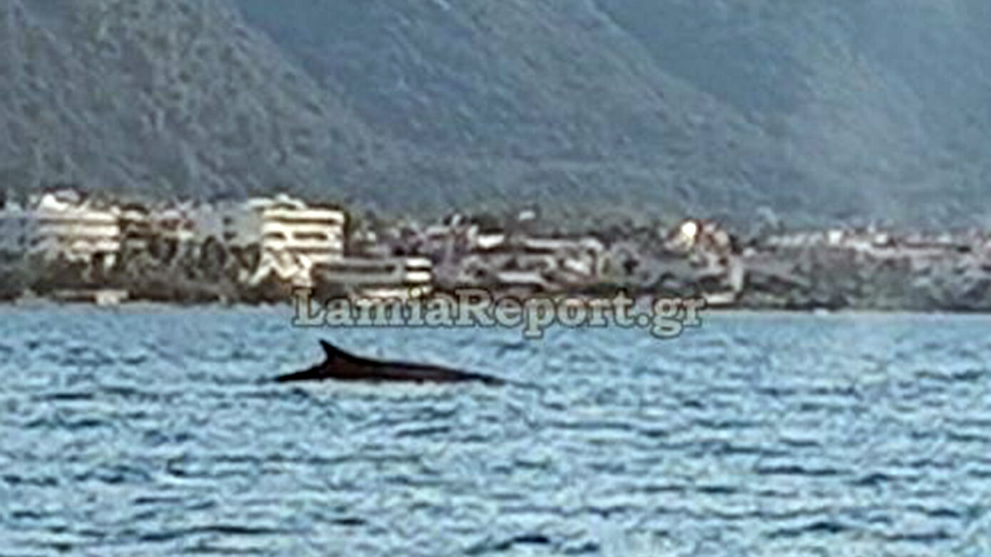 Φάλαινα κάνει βόλτες ανοιχτά των Καμένων Βούρλων