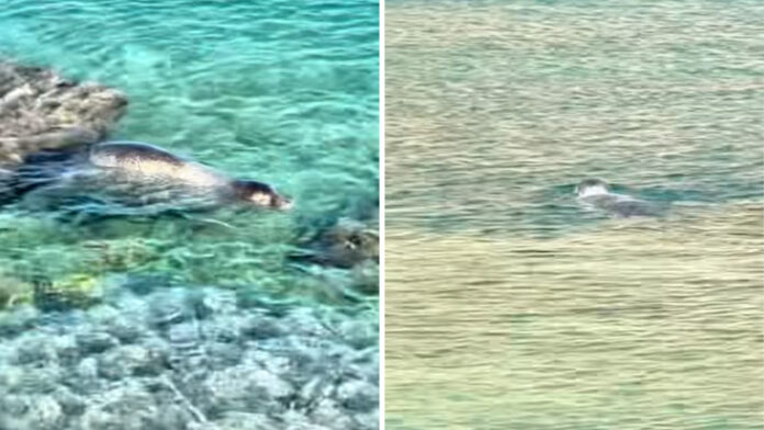 Φώκια έκανε μπάνιο μαζί με λουόμενους στην παραλία Μαραθούντα στη Σύμη – βίντεο