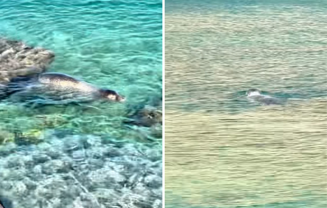 Φώκια έκανε μπάνιο μαζί με λουόμενους στην παραλία Μαραθούντα στη Σύμη – βίντεο