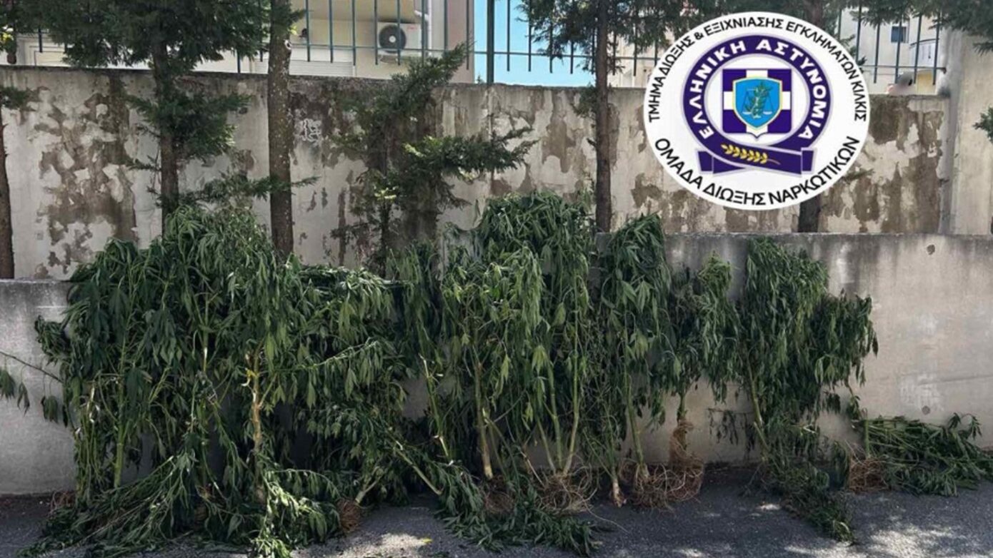 Θεσσαλονίκη: Καλλιεργούσε 26 δενδρύλλια κάνναβης σε δωμάτιο του σπιτιού του, κατασχέθηκαν πάνω από 4 κιλά
