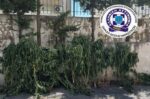 Θεσσαλονίκη: Καλλιεργούσε 26 δενδρύλλια κάνναβης σε δωμάτιο του σπιτιού του, κατασχέθηκαν πάνω από 4 κιλά
