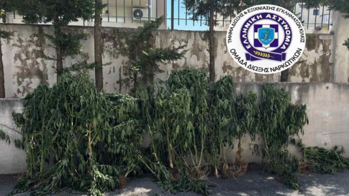 Θεσσαλονίκη: Καλλιεργούσε 26 δενδρύλλια κάνναβης σε δωμάτιο του σπιτιού του, κατασχέθηκαν πάνω από 4 κιλά