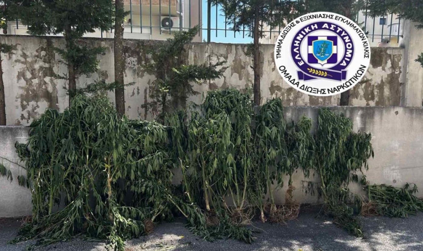 Θεσσαλονίκη: Καλλιεργούσε 26 δενδρύλλια κάνναβης σε δωμάτιο του σπιτιού του, κατασχέθηκαν πάνω από 4 κιλά