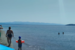 Φάλαινα δίπλα σε παραλία στο Καρνάγιο – Έκπληκτοι οι λουόμενοι – Βίντεο