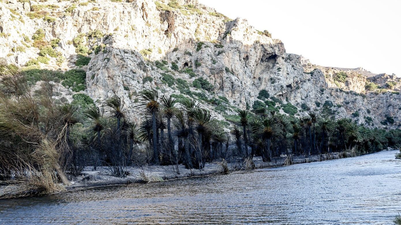 Περιορισμένη καταστροφή στο Φοινικόδασος Πρέβελης από την πυρκαγιά, σύμφωνα με την περιφέρεια Ρεθύμνου