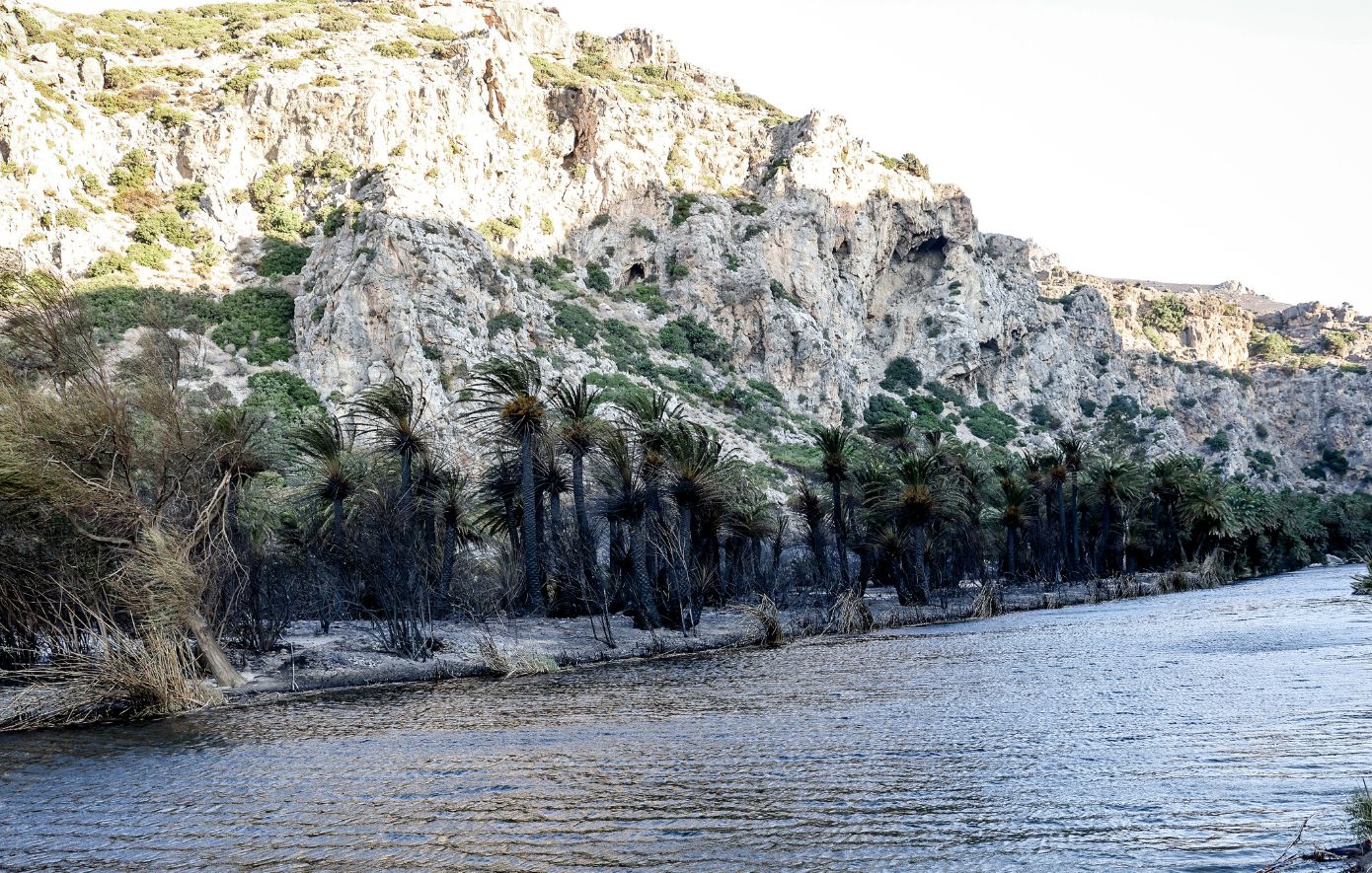 Περιορισμένη καταστροφή στο Φοινικόδασος Πρέβελης από την πυρκαγιά, σύμφωνα με την περιφέρεια Ρεθύμνου
