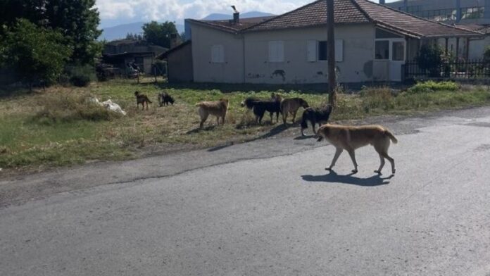 Δήμος Τρίπολης καταγγέλλει νέα μαζική εγκατάλειψη σκύλων