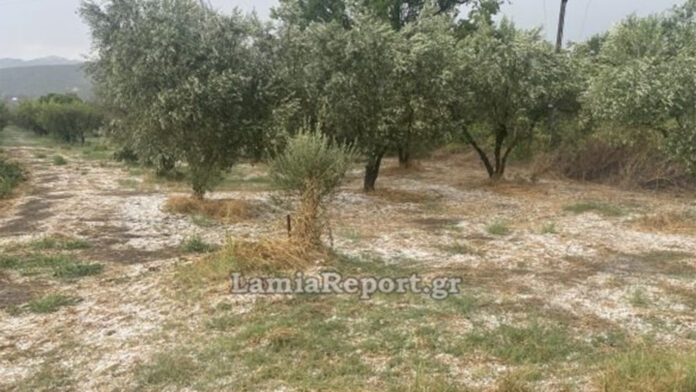 Καταγραφή ζημιών από τις χαλαζοπτώσεις σε Θεσσαλία και Στερεά Ελλάδα: Πότε ανοίγουν οι δηλώσεις στον ΕΛΓΑ