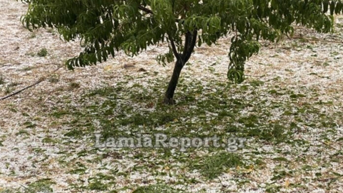 Μεγάλες ζημιές σε καλλιέργειες στη Λαμία από τους 40°C στο χαλάζι