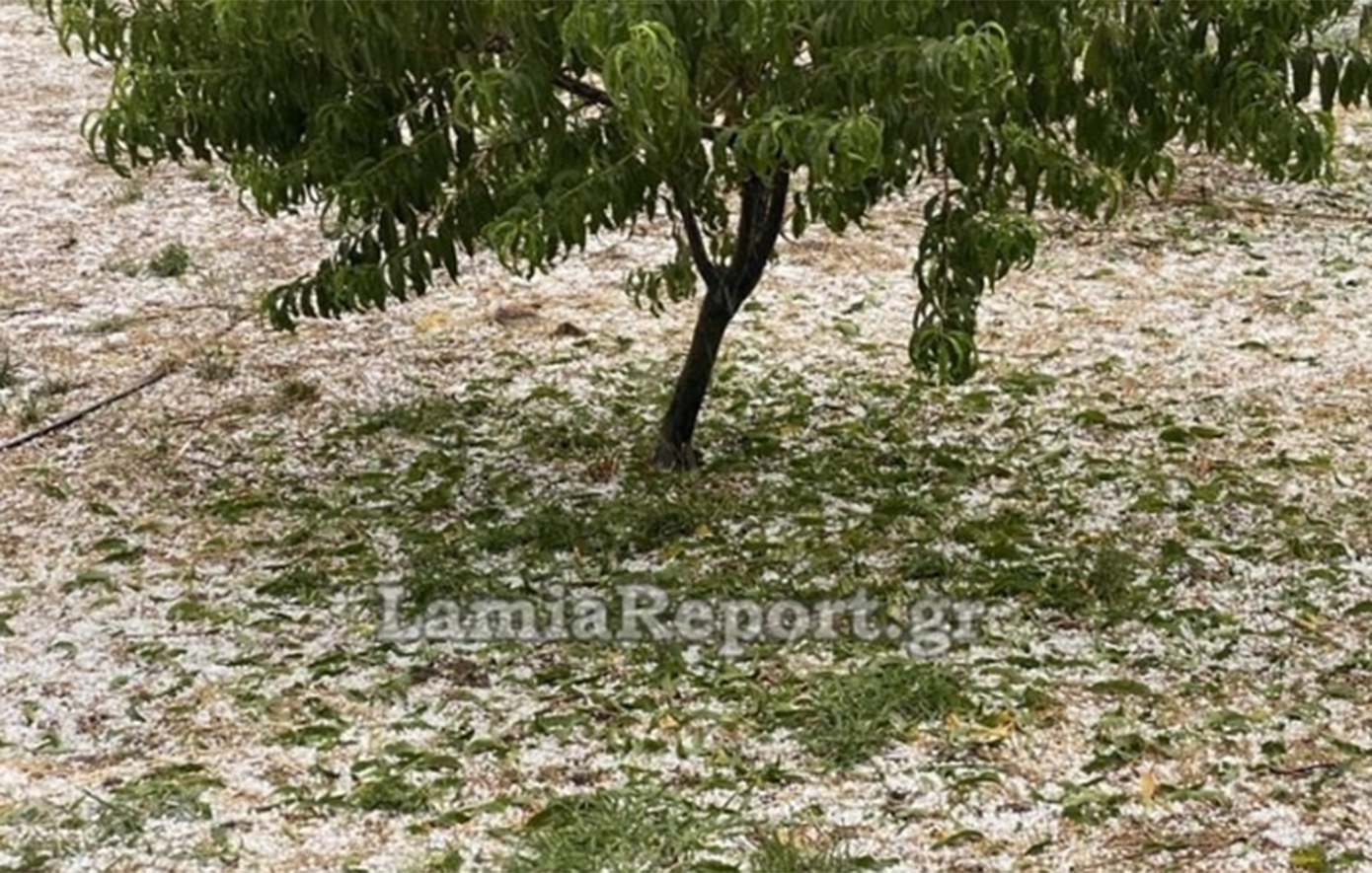Μεγάλες ζημιές σε καλλιέργειες στη Λαμία από τους 40°C στο χαλάζι