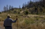 Πέντε χρόνια από τη φωτιά στη Βόρεια Εύβοια – Το δάσος πρασινίζει ξανά, οι οικονομικές πληγές παραμένουν