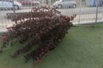 Ο Δήμος Τρίπολης καταγγέλλει βανδαλισμό στην παιδική χαρά της Αγ. Βαρβάρας