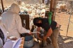 Αγροτικές επιδοτήσεις: Πρώτος μαζικός επιτόπιος έλεγχος από την ΑΑΔΕ – Κλήθηκαν 195 κτηνοτρόφοι, προσήλθαν 75