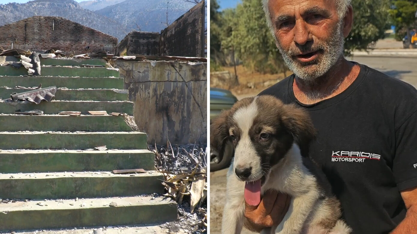 Απεγκλωβισμός σκύλου από καμένο σπίτι στις πυρόπληκτες περιοχές: Αγώνας δρόμου για τα ζώα