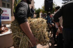 Αφθώδης πυρετός στη Λέσβο: Τι δείχνει η πρώτη έκθεση επιτήρησης – «Η αντιμετώπισή του απαιτεί συνεργασία και επιστήμη»