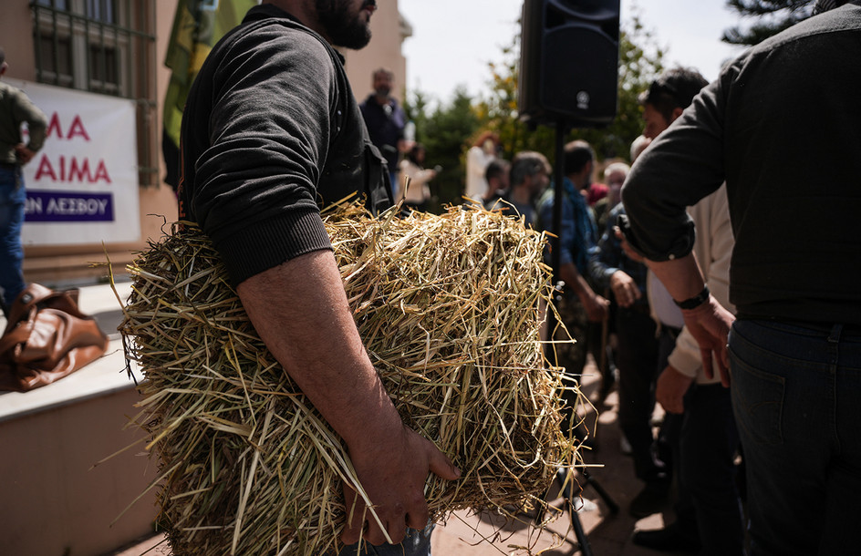 Αφθώδης πυρετός στη Λέσβο: Τι δείχνει η πρώτη έκθεση επιτήρησης – «Η αντιμετώπισή του απαιτεί συνεργασία και επιστήμη»