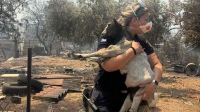 Η ΕΛ.ΑΣ. υπενθυμίζει ότι κάθε ζωή μετράει και στις φωτιές