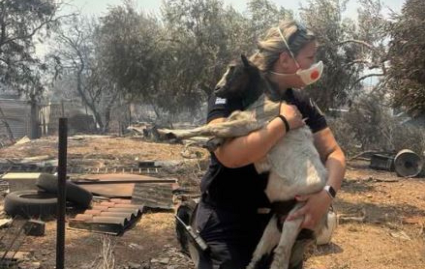 Η ΕΛ.ΑΣ. υπενθυμίζει ότι κάθε ζωή μετράει και στις φωτιές