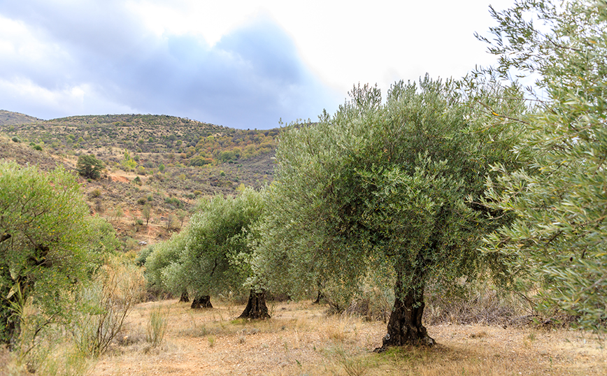 Νεκρός 85χρονος σε έκταση με ελαιόδεντρα στην Κρήτη: Τον βρήκε ο γιος του