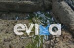 Νεκρά ψάρια ξεβράστηκαν στην παραλία Ροδιές της Χαλκίδας