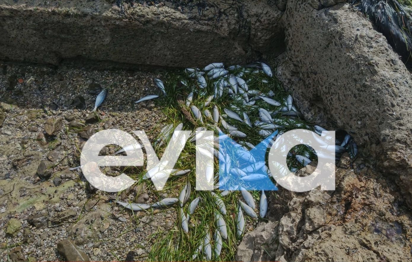 Νεκρά ψάρια ξεβράστηκαν στην παραλία Ροδιές της Χαλκίδας