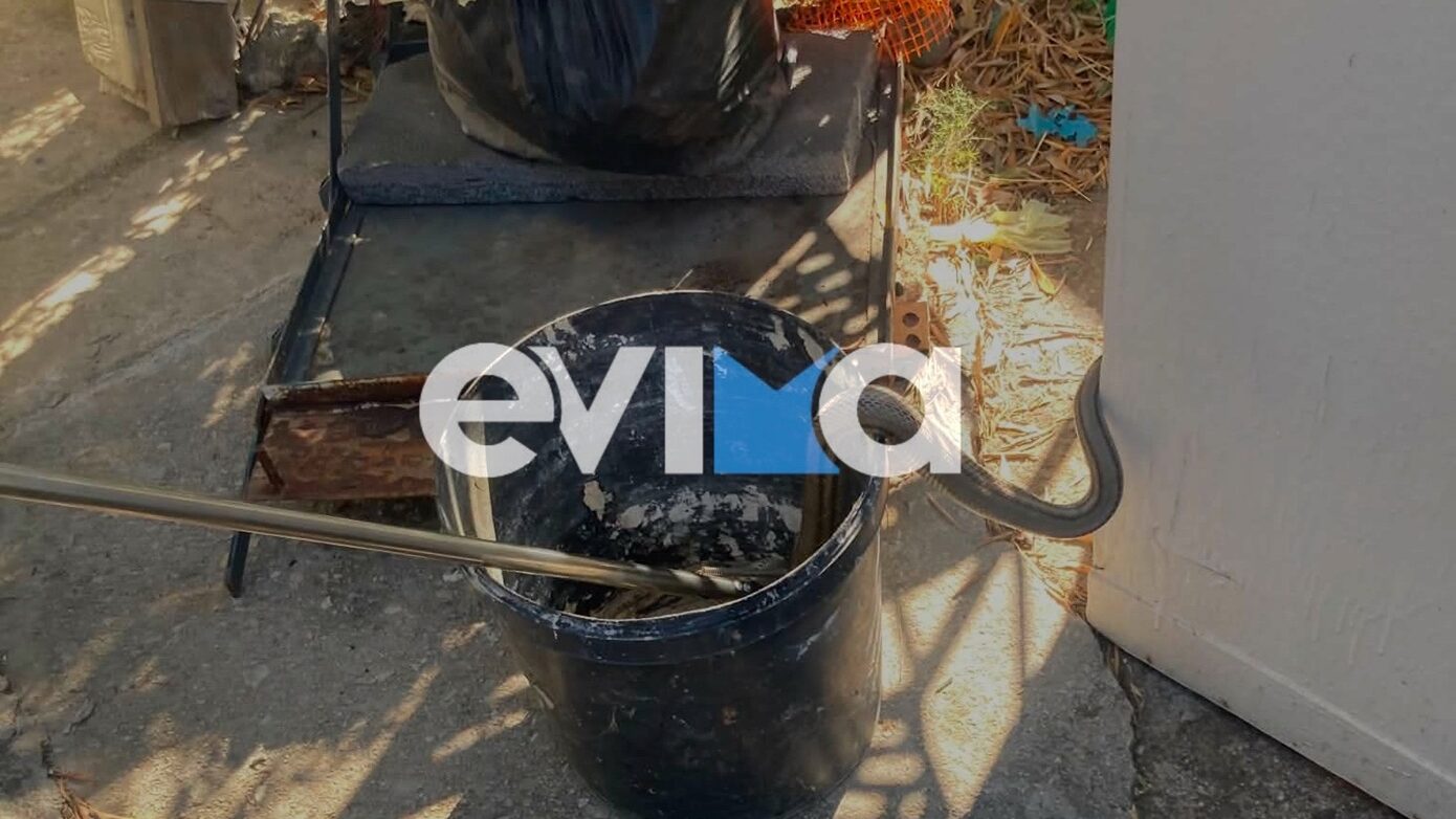 Φίδι δύο μέτρων εισέβαλε σε αποθήκη κατοικίας στην Εύβοια