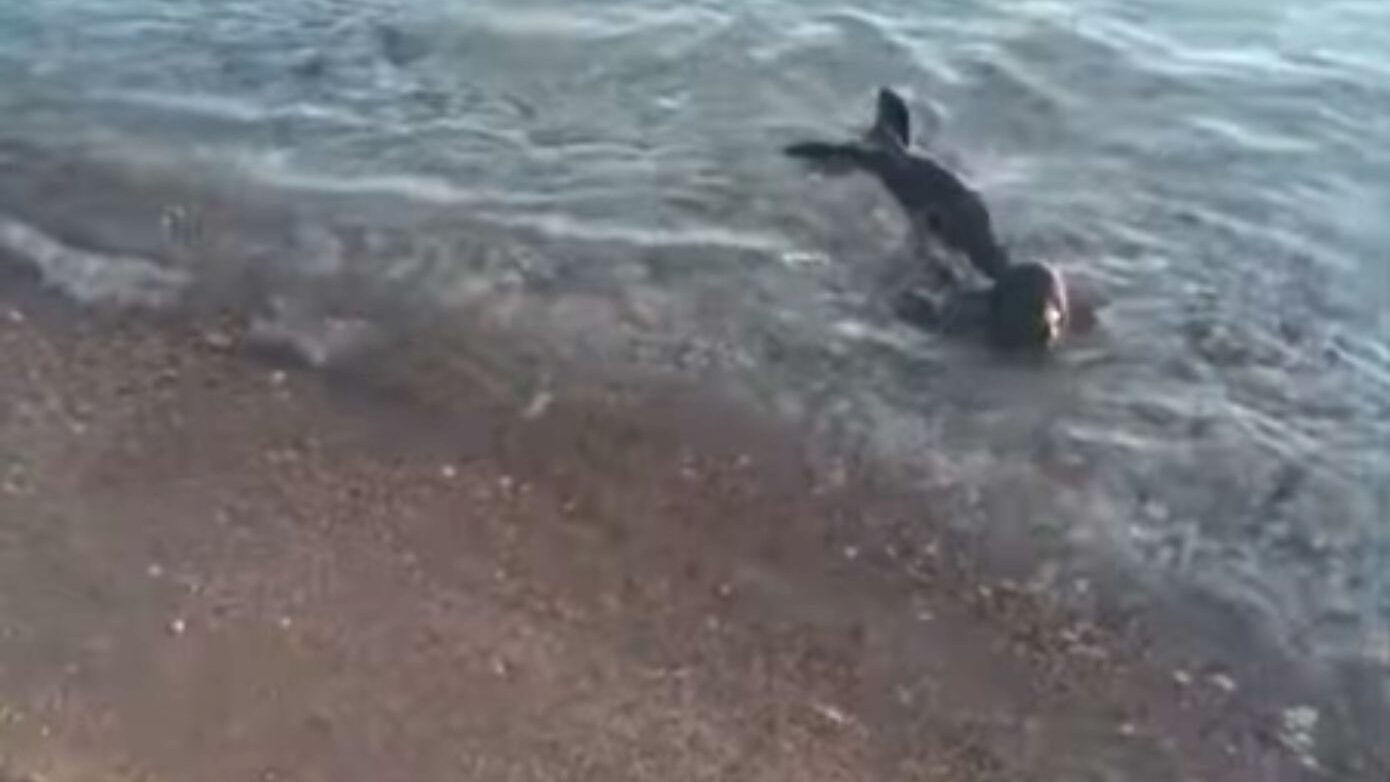 Νεογέννητη φώκια στις Σπέτσες αναζητούσε τη μητέρα της: Επιχείρηση διάσωσης και μεταφορά σε κέντρο περίθαλψης