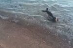 Νεογέννητη φώκια στις Σπέτσες αναζητούσε τη μητέρα της: Επιχείρηση διάσωσης και μεταφορά σε κέντρο περίθαλψης