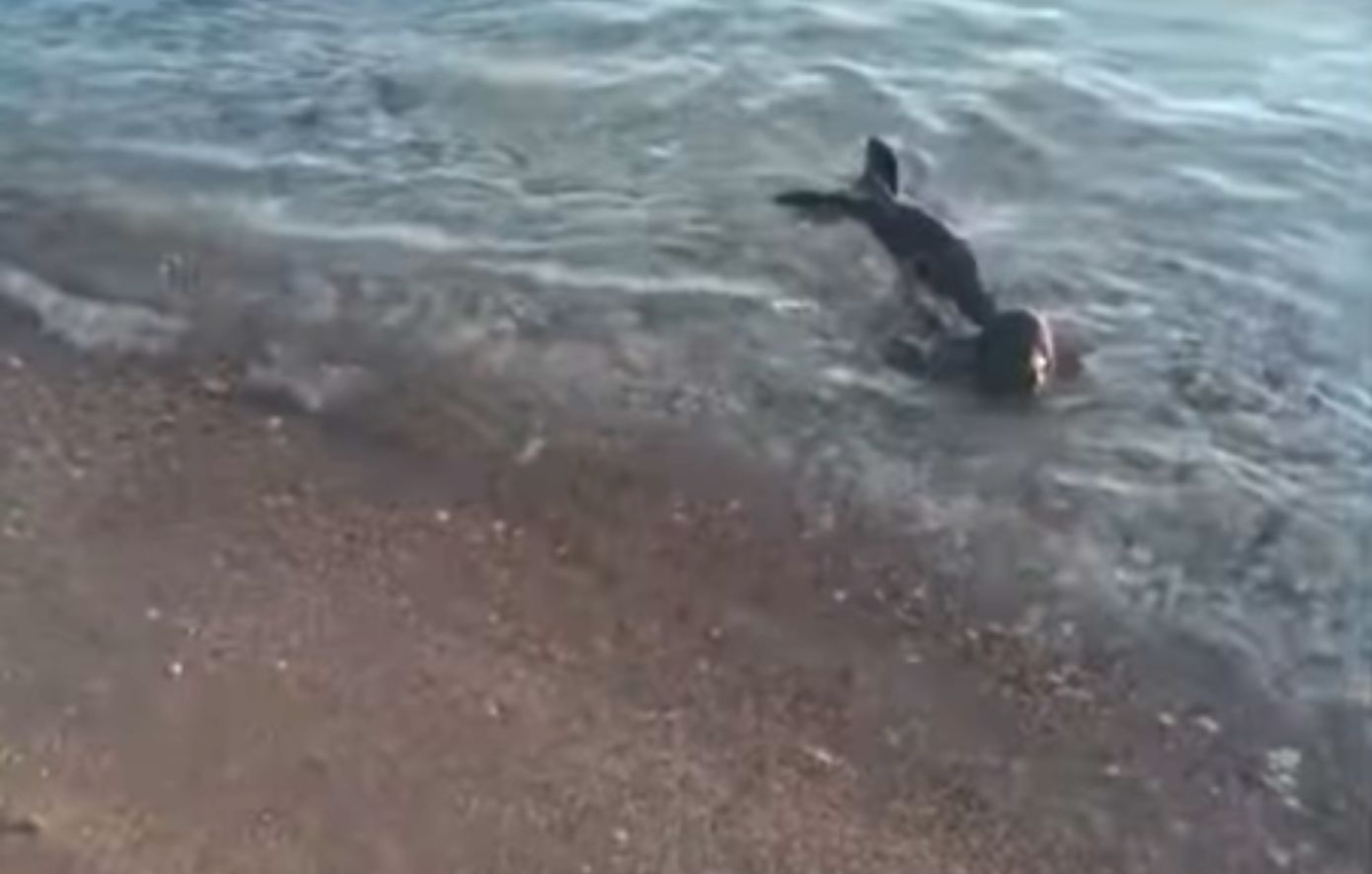 Νεογέννητη φώκια στις Σπέτσες αναζητούσε τη μητέρα της: Επιχείρηση διάσωσης και μεταφορά σε κέντρο περίθαλψης