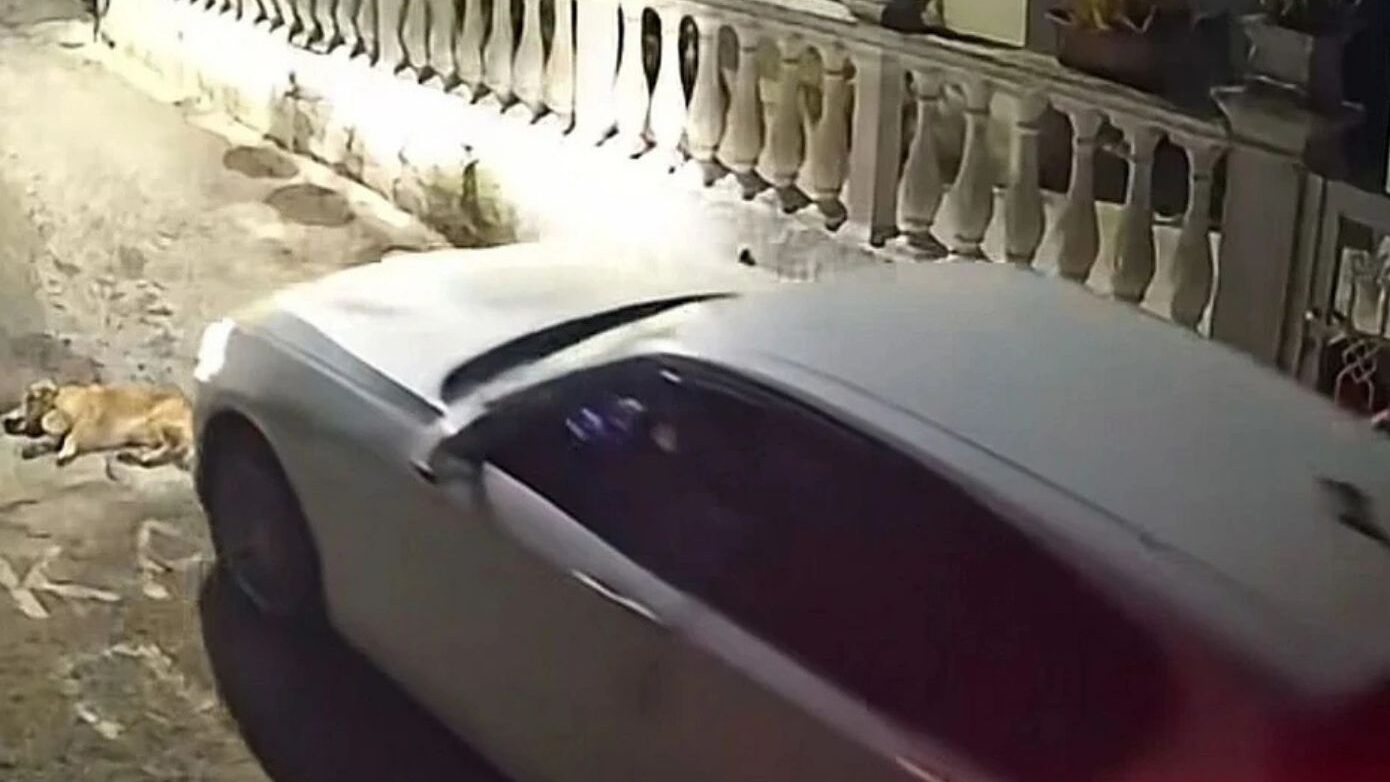 Θανάτωση ζώων σε Κέρκυρα και Ζάκυνθο: «Η Ελλάδα διαθέτει ένα από τα αυστηρότερα νομοθετικά πλαίσια»