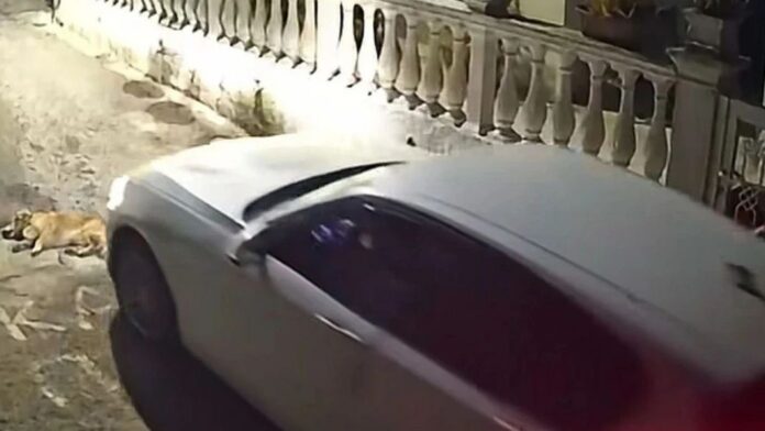 Θανάτωση ζώων σε Κέρκυρα και Ζάκυνθο: «Η Ελλάδα διαθέτει ένα από τα αυστηρότερα νομοθετικά πλαίσια»