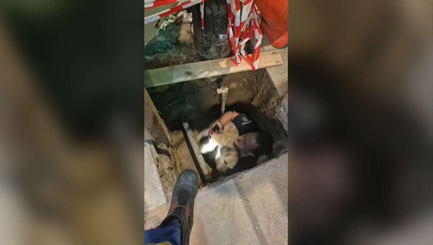 Θεσσαλονίκη: Σκύλος έπεσε σε τρύπα τριών μέτρων και τον έσωσαν οι πυροσβέστες