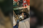 Θεσσαλονίκη: Σκύλος έπεσε σε τρύπα τριών μέτρων και τον έσωσαν οι πυροσβέστες