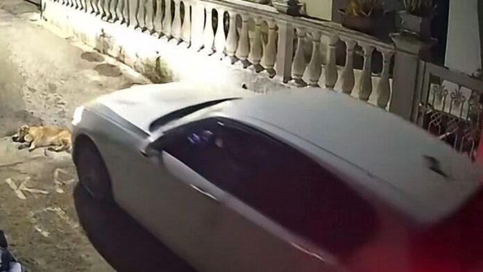 Κέρκυρα: Στον εισαγγελέα η 44χρονη που πάτησε και σκότωσε σκύλο – «Δεν ήθελα να πατήσω το ζώο»