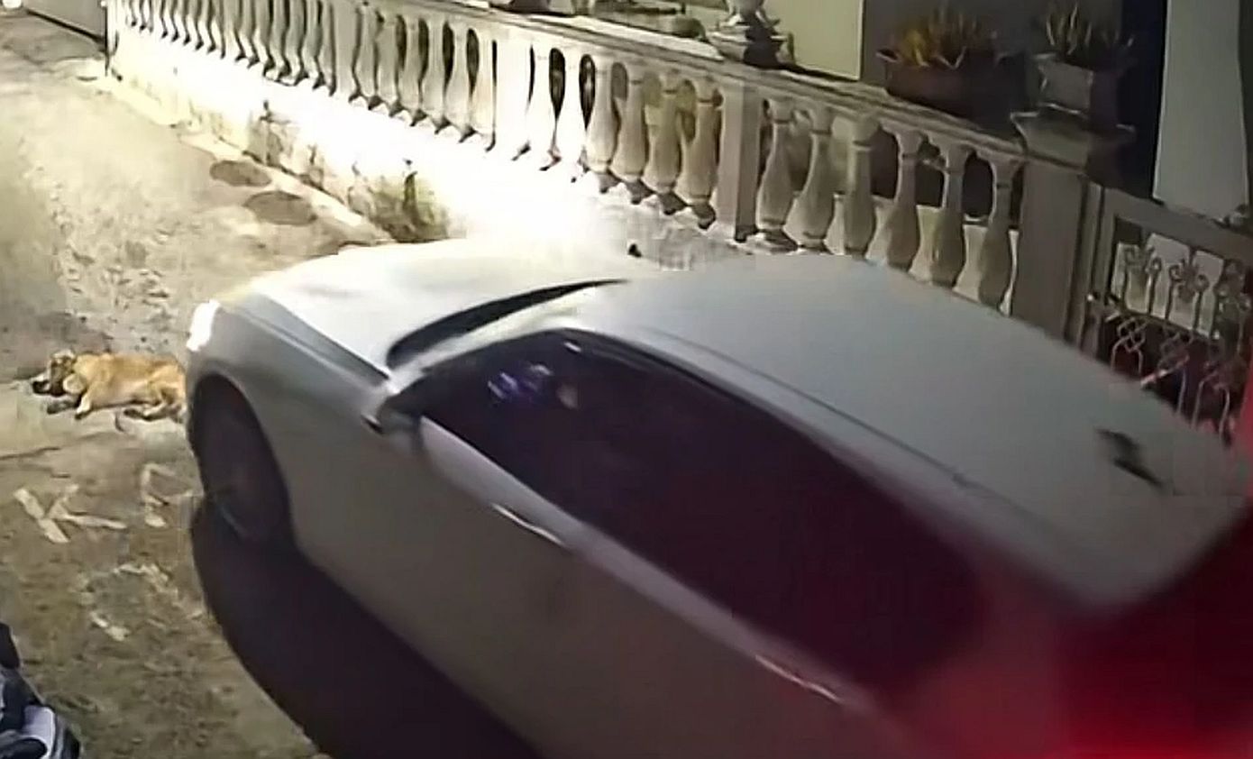 Κέρκυρα: Στον εισαγγελέα η 44χρονη που πάτησε και σκότωσε σκύλο – «Δεν ήθελα να πατήσω το ζώο»