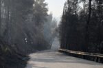Απαγόρευση κυκλοφορίας σε δασικές περιοχές της Χαλκιδικής σε ισχύ και τον Δεκαπενταύγουστο