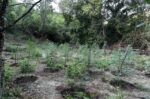 Φυτεία κάνναβης με περισσότερα από 2.000 δενδρύλλια εντοπίστηκε σε δύσβατη δασική περιοχή στη Φθιώτιδα