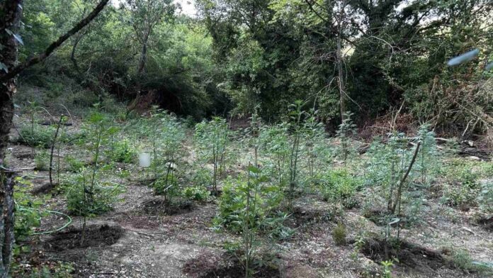 Φυτεία κάνναβης με περισσότερα από 2.000 δενδρύλλια εντοπίστηκε σε δύσβατη δασική περιοχή στη Φθιώτιδα
