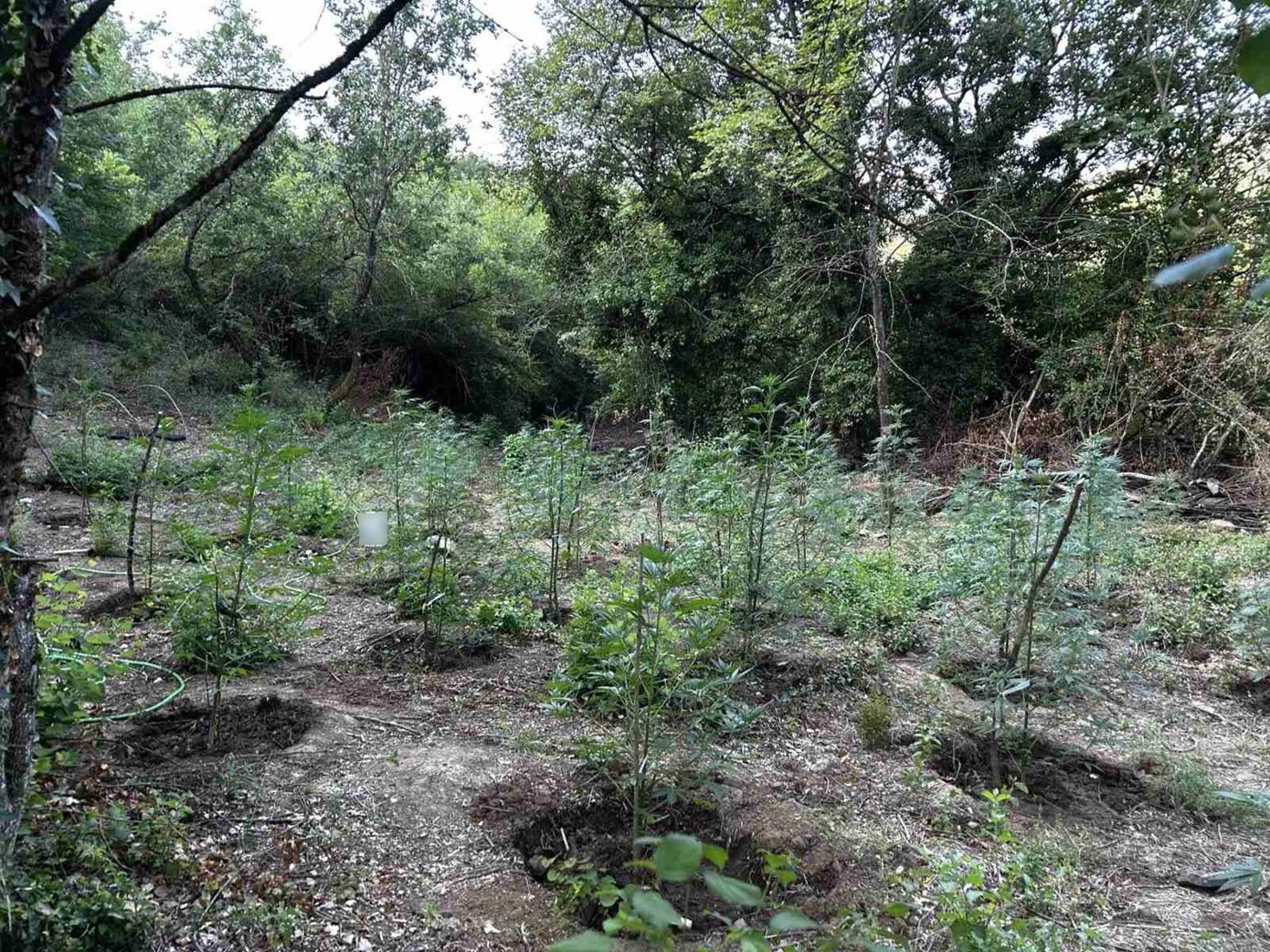 Φυτεία κάνναβης με περισσότερα από 2.000 δενδρύλλια εντοπίστηκε σε δύσβατη δασική περιοχή στη Φθιώτιδα